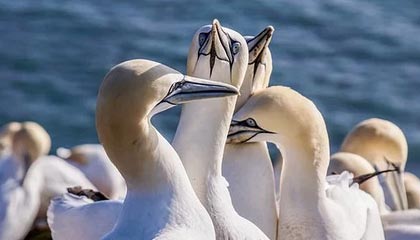 DB真人-北京男篮33分大胜四川 麦基首秀12分全队最高