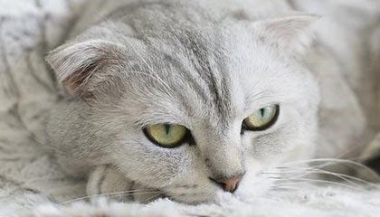 DB真人-科斯塔库塔：莱奥生气不是因为被换下，而是因为普利西奇不传球