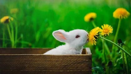 DB真人-北京男篮33分大胜四川 麦基首秀12分全队最高